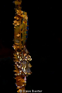 taken near the Liberty wreck bali by Dave Baxter 